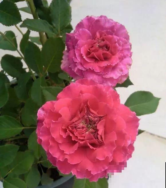 这花一年能开8个月，开完剪，剪完开，养花人都爱它！
