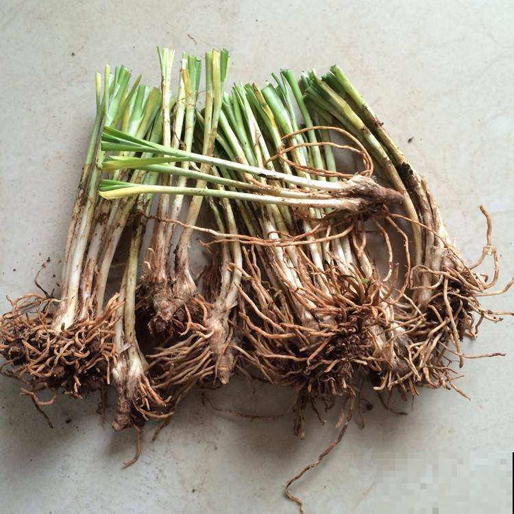 阳台种韭菜越割越细？赶紧用上这招，茬茬都壮的筷子粗！