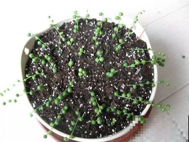 这5种花，剪根枝条就能长，半年收获一盆小豆豆！