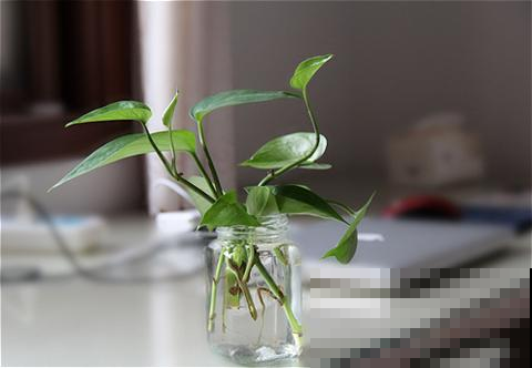 铜钱草越养越瘦？别水培了，扔土里秋天长成“大荷叶”！