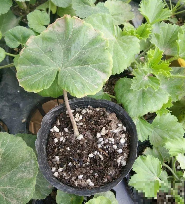 10种花扦插技巧，没事的时候插两盆，多到阳台都放不开！