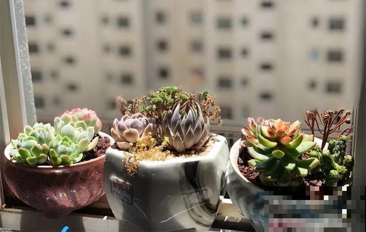 多肉养护大总结，这7点学会了，啥肉都能养得活！