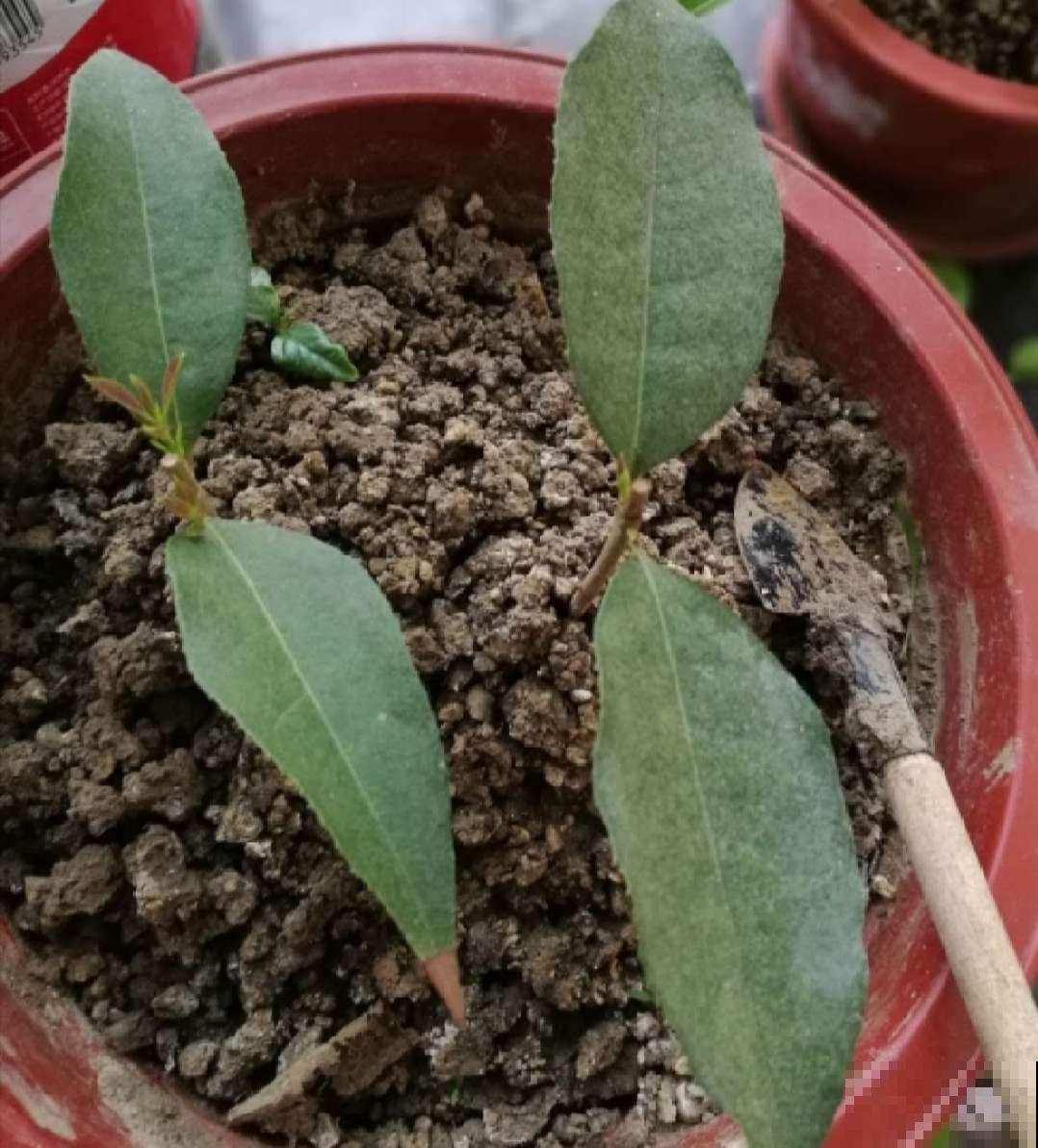 秋天必养的花，堪称活香水，养1盆香味飘10里！