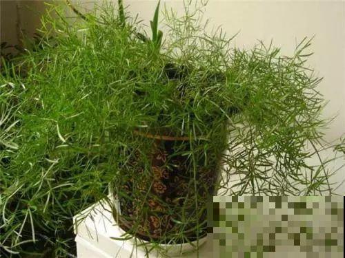 这5种花，剪根枝条就能长，半年收获一盆小豆豆！