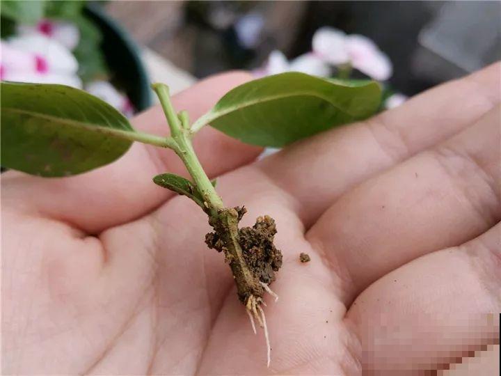 特干净的5种花，不招虫、没病害，家里养盆贼省事！
