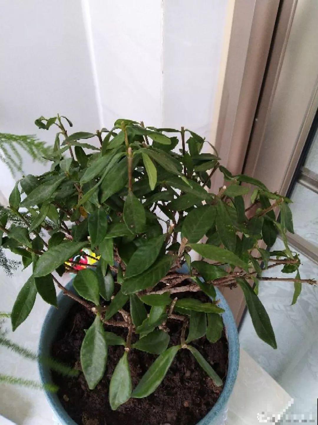 家里有这8种花，现在最容易死，别乱浇水！