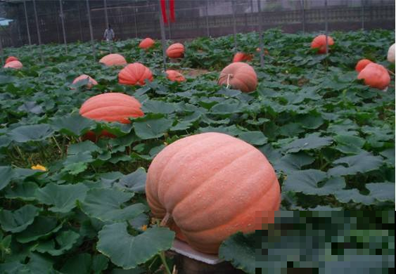你家南瓜手掌大，她家的却大50倍长成巨无霸，就是因为这法子！