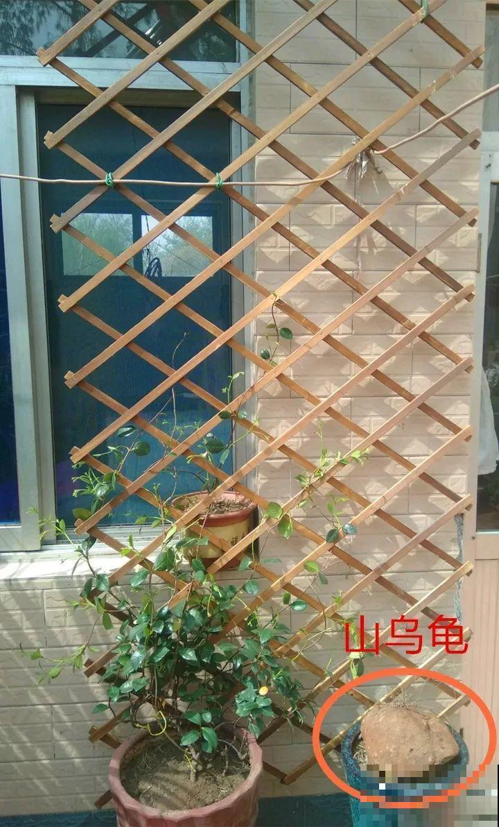 这花长得像个乌龟壳，没想到三个月爬满阳台，差点给扔了！