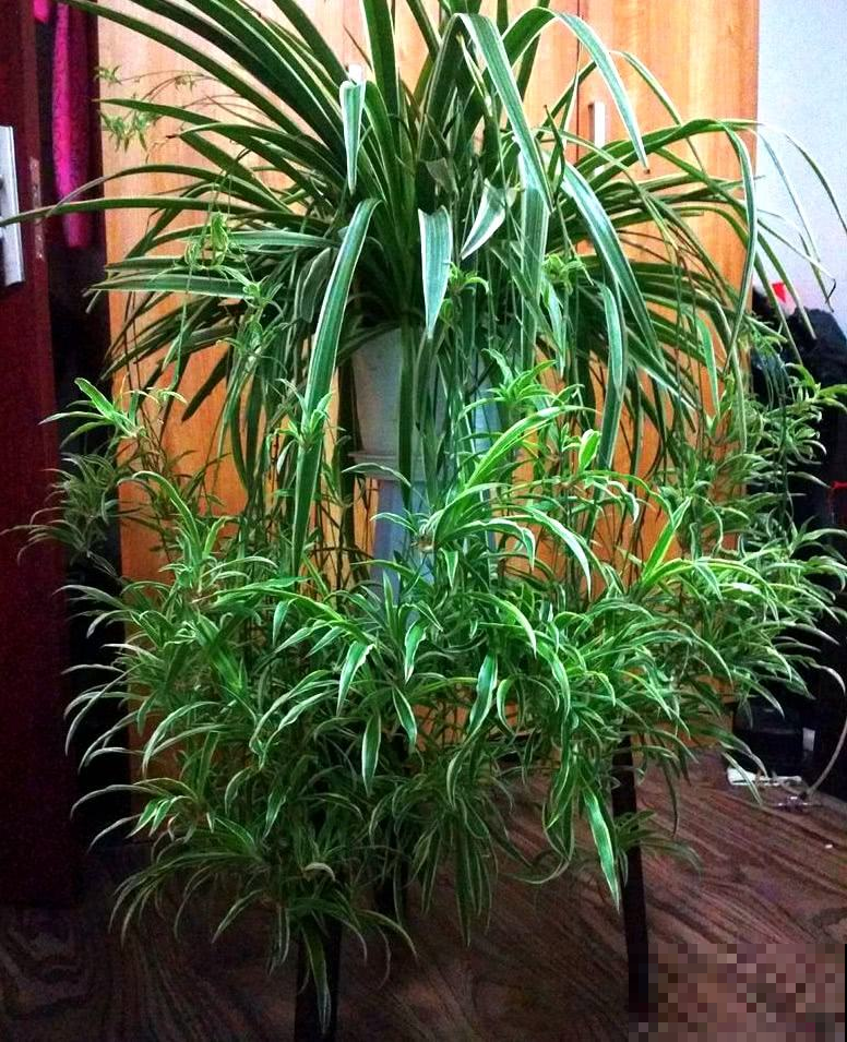 她家的吊兰一年长成巨无霸，大白根撑爆盆，原来有这个大秘密！