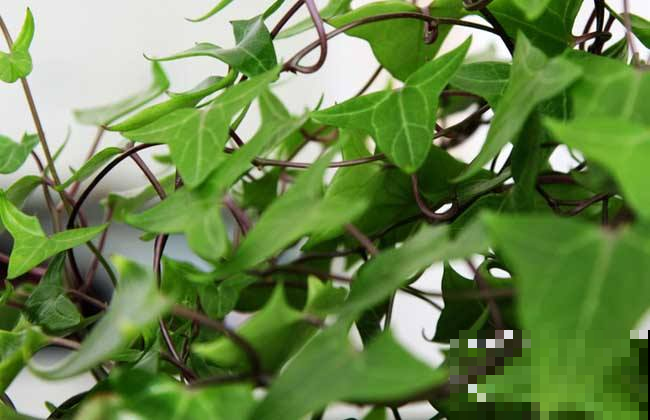常春藤养好了，分分钟长成窗帘，夏天家里贼凉快！
