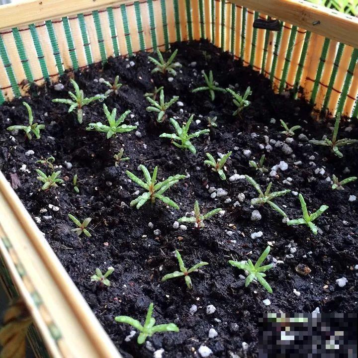 这花太能长，5年生了10麻袋，送人都送不完完！