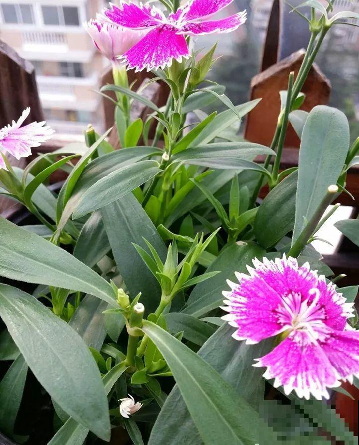8月养花，头等大事就是修剪，剪的及时，明年坐等爆花！