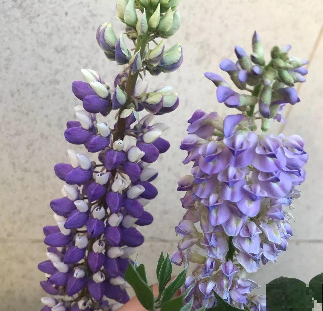 这花开得像是小风铃，一串接一串，好养好看，年年还能结种子！