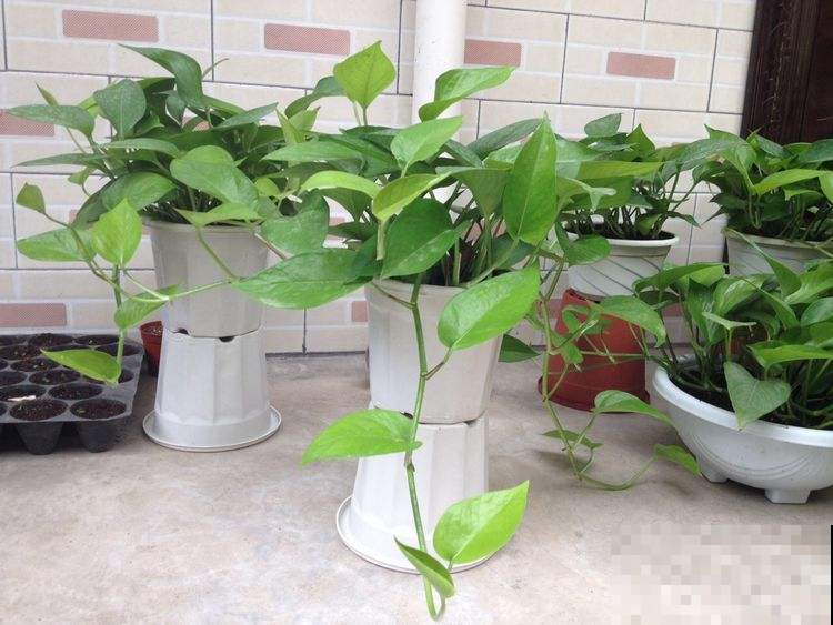 花突然出现黑斑或黄叶萎蔫？原来是这原因，再不注意就死翘翘！