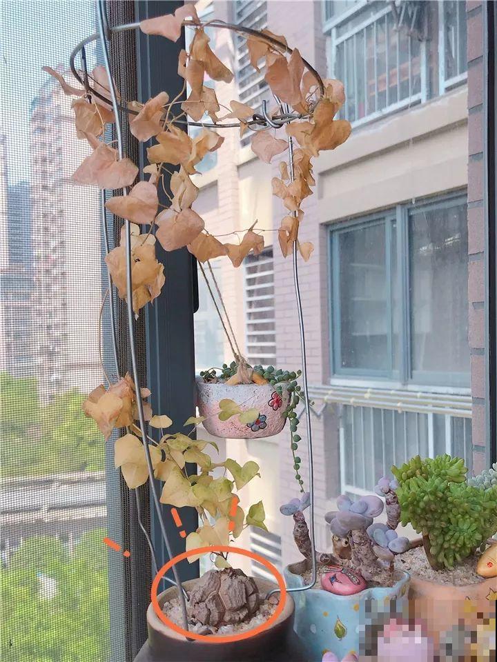 这花长得像个乌龟壳，没想到三个月爬满阳台，差点给扔了！