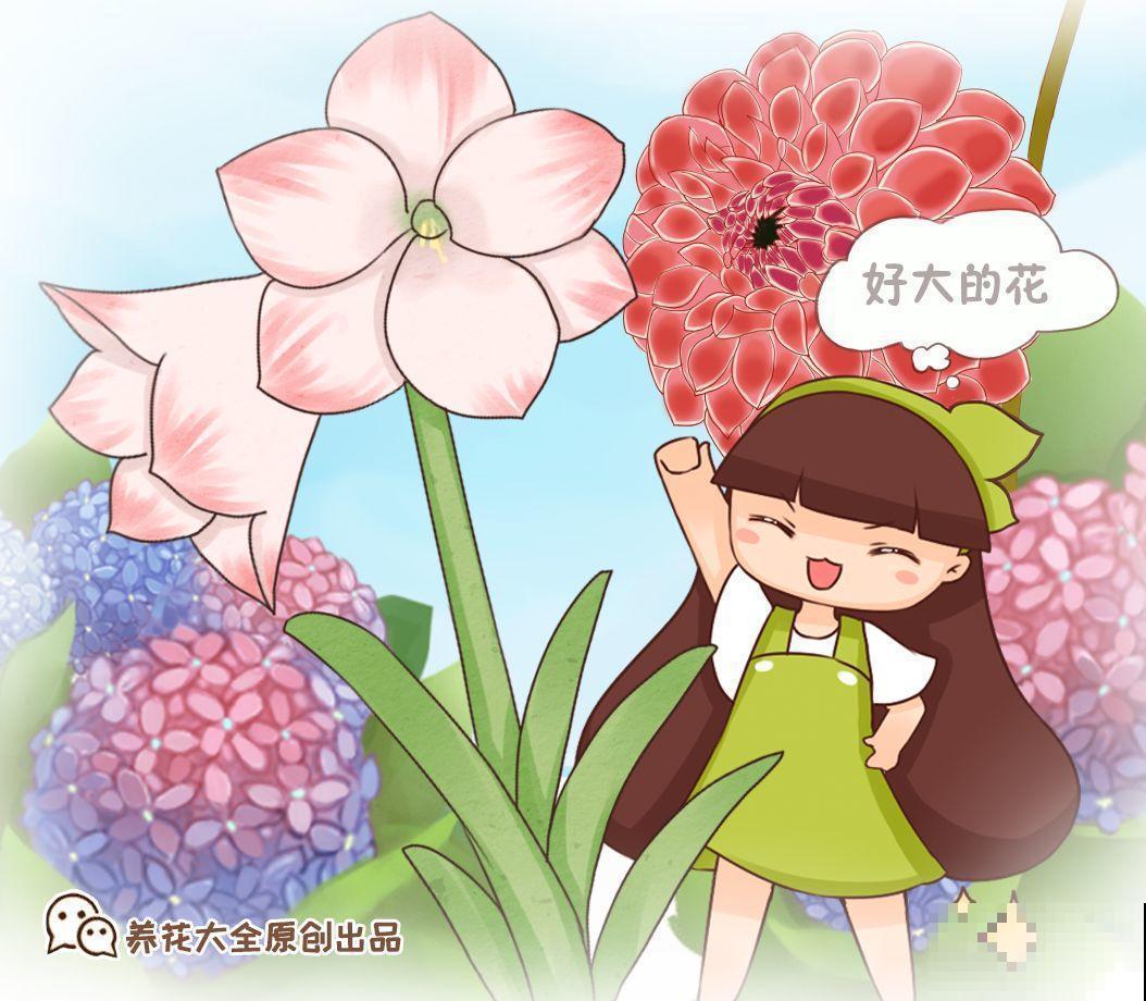 6种大型花，花苞直径20公分，摆家里太大气！