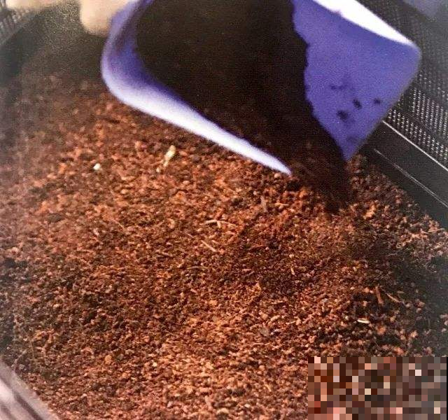 喝不完的绿豆汤这么弄给花喝，立马解暑呼呼长，花骨朵一夜冒10个
