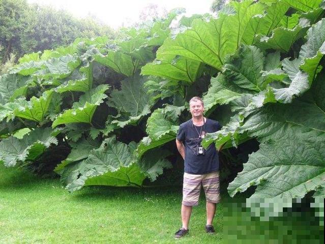 世界最大的叶子是它，1片能给10人遮雨，阳台种一盆就挤爆！