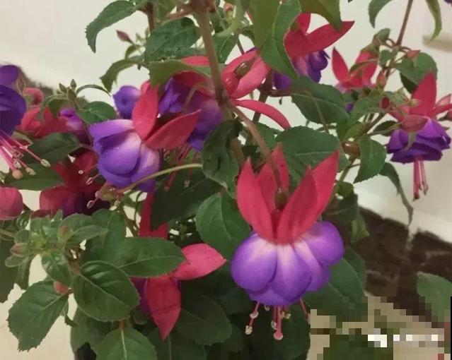会休眠的12种花，想要安全度夏就别折腾，越浇水死的越快！