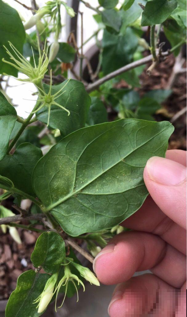 1把蚊香灰撒盆里，虫子全死光，花越长越壮！