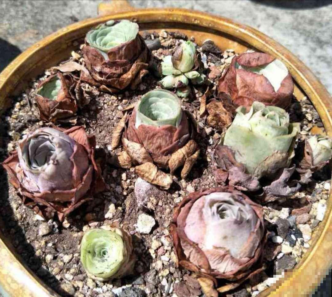 拿针扎佛珠？都是手贱惹的祸，怪不得都烂了！