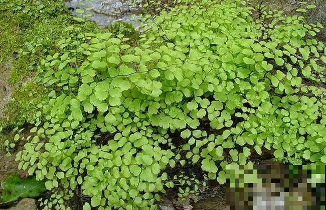 这花就得多喝水，1天1瓢水，轻轻松松养爆盆！