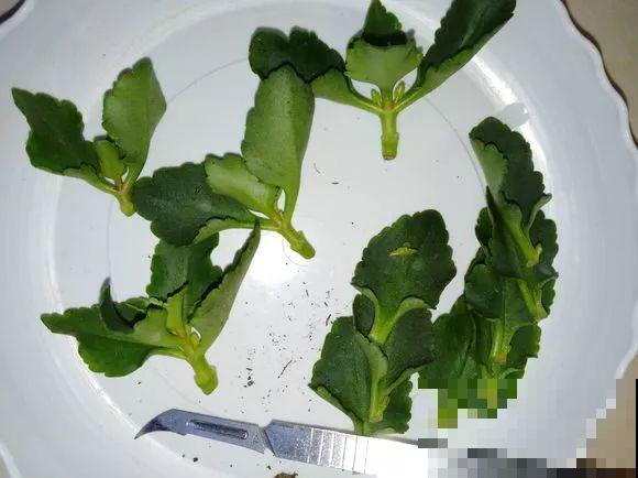 入秋就养这种花，剪一刀满头冒花苞，一开大半年！