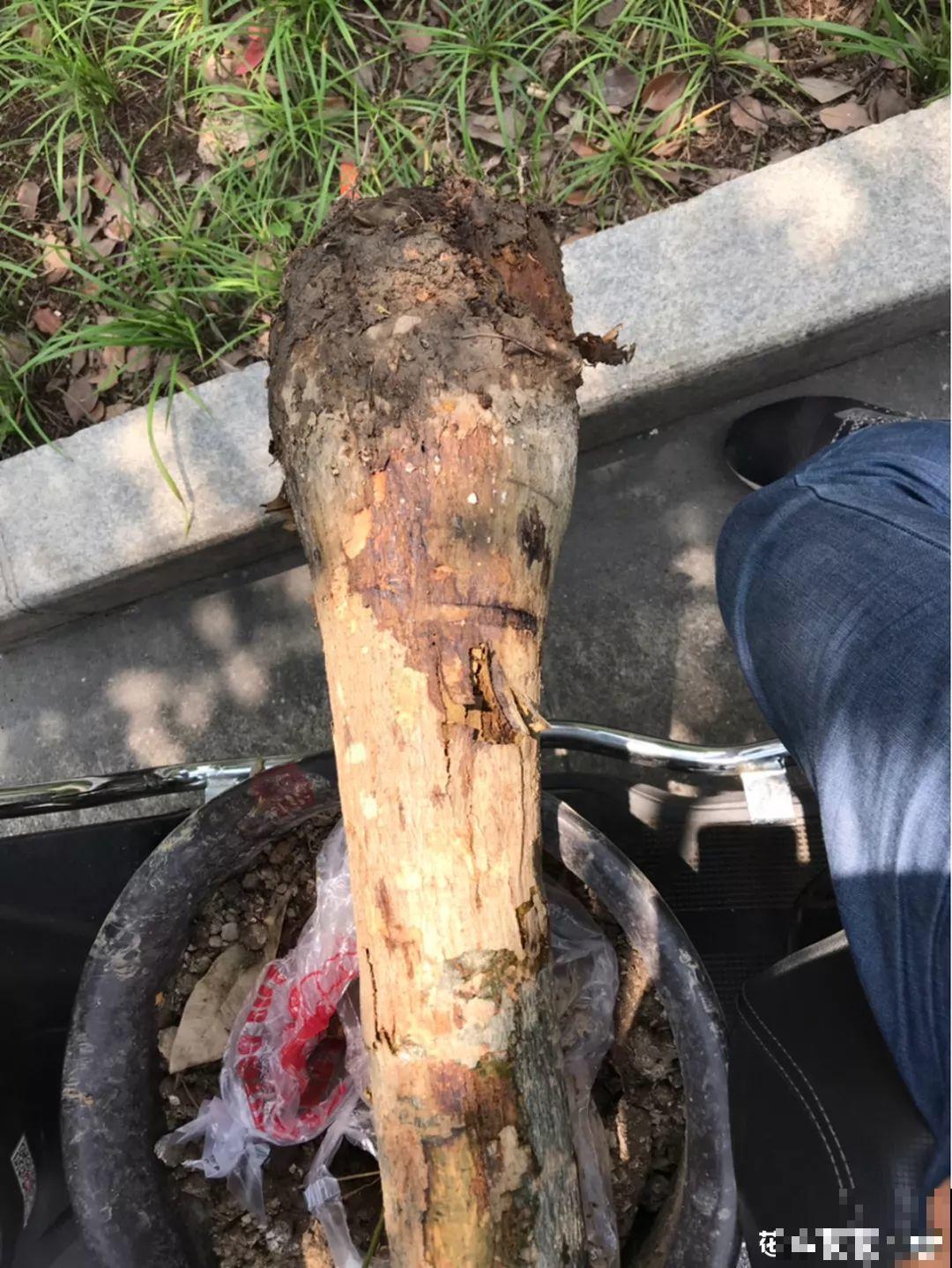 家里有这8种花，现在最容易死，别乱浇水！