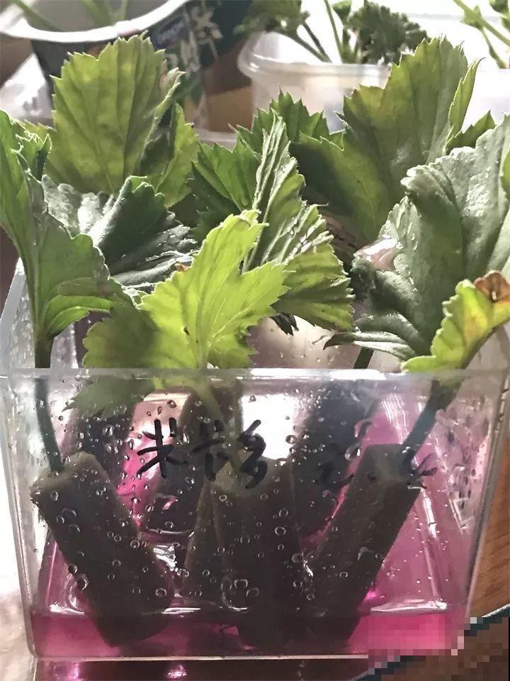 10种花扦插技巧，没事的时候插两盆，多到阳台都放不开！
