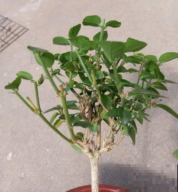 这花剪一茬开一茬，越晒花越多，整个夏天屋里都是香香的！