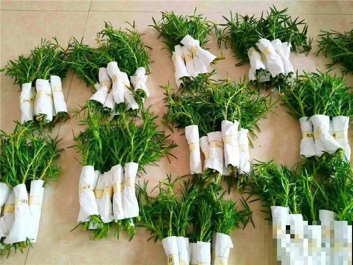 死不了的花，一开就是大半年，切碎扔土里就活！
