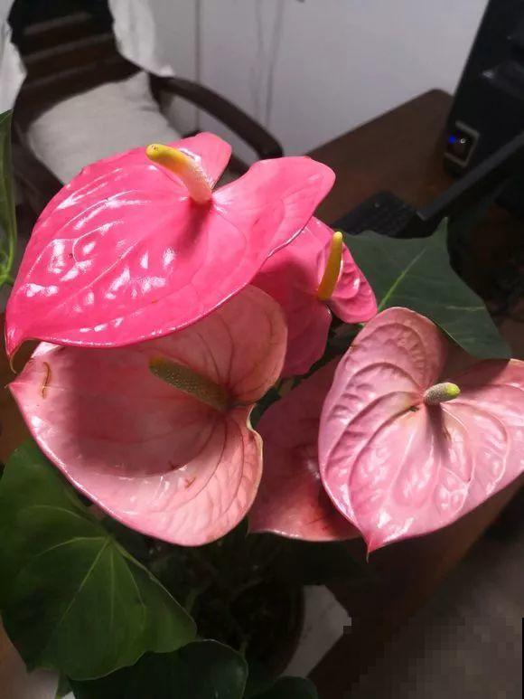 这花耐阴又吉祥，一片叶子巴掌大，比绿萝耐看多了！