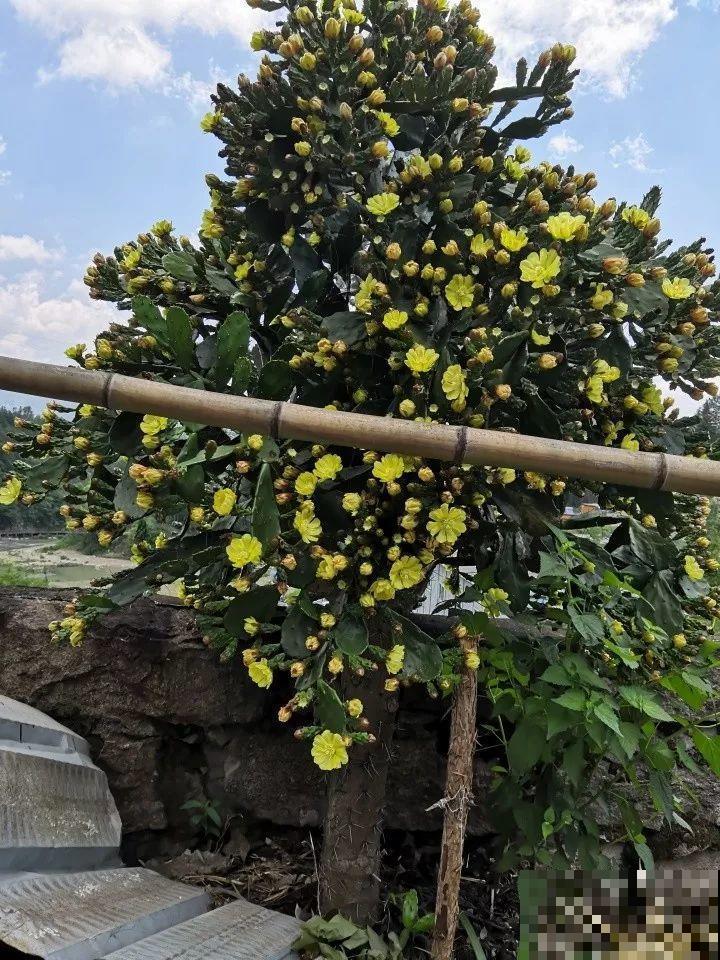 90岁老奶奶，用30年养出牡丹树王，长得比房顶还高！