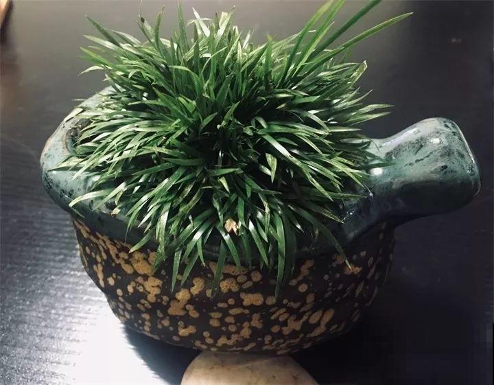80种耐阴花，光线不好照样养的活，新手的救星！