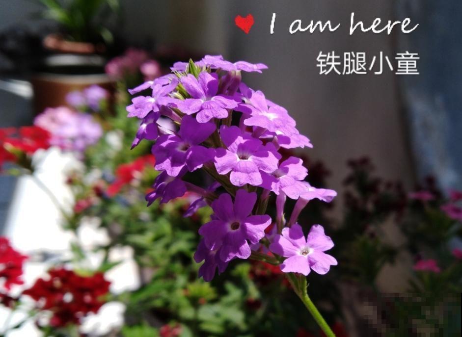 这花一年能开7个月，三伏天也挡不住爆盆，美翻了！