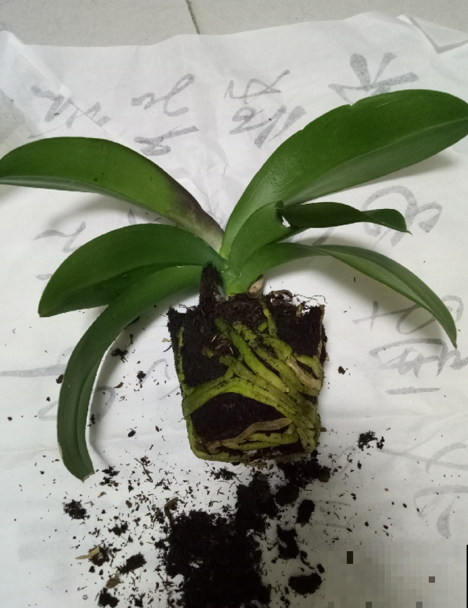 入秋还不赶紧换盆？那你的花就等着枯死吧，肯定捱不过今年！