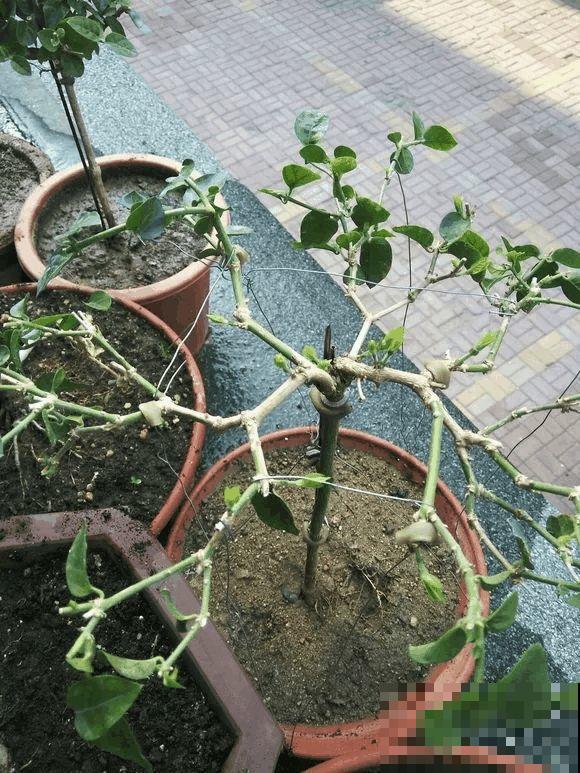 这花剪一茬开一茬，越晒花越多，整个夏天屋里都是香香的！