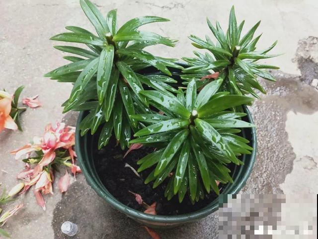 会休眠的12种花，想要安全度夏就别折腾，越浇水死的越快！