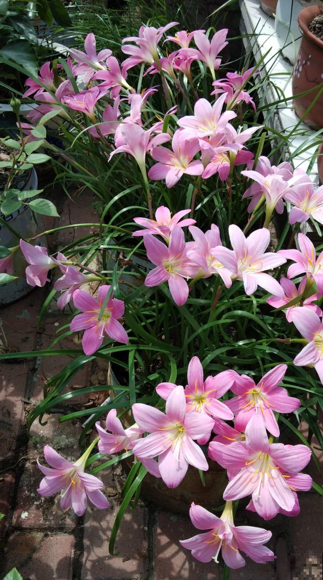 特干净的5种花，不招虫、没病害，家里养盆贼省事！