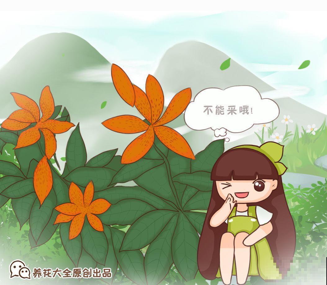这12种野花，可是植物界的大熊猫，都受法律保护，可别采！