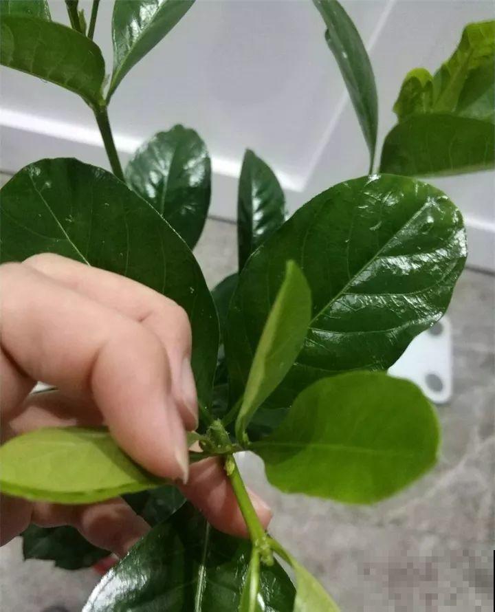 这8种花，拿棍子一绑凹个造型，身价嗖嗖往上翻！
