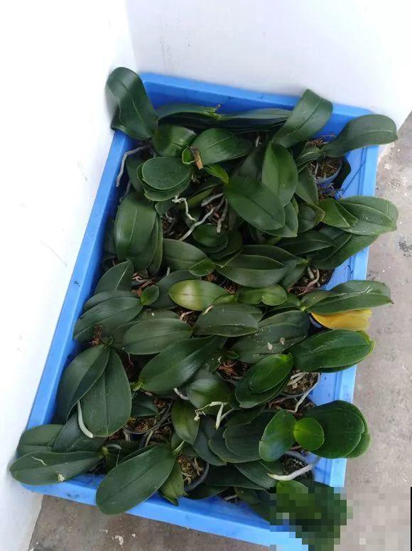 这么贵的花，路边扔了一大堆，丢人也要捡！