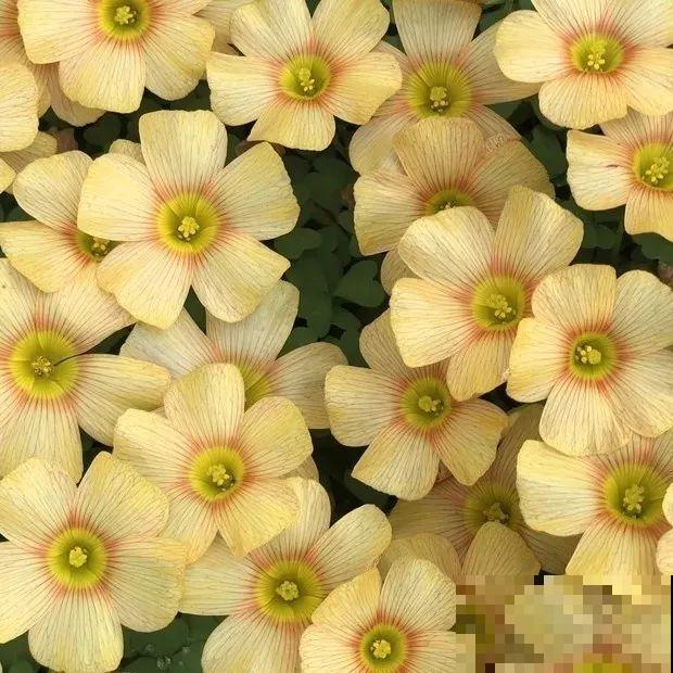 这花埋土里，不用剪就开爆，来年挖出来种球数翻10倍！