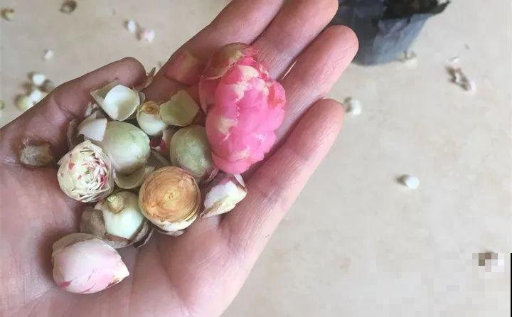 茶花8月冒花苞，赶紧剪一半，不然一年没花赏！