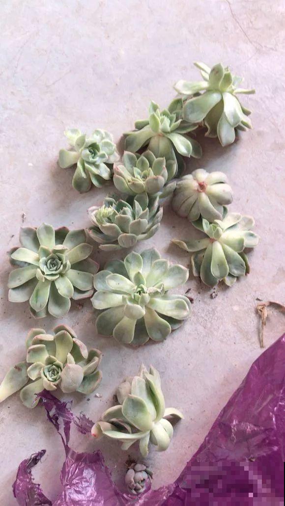 这么贵的花，路边扔了一大堆，丢人也要捡！