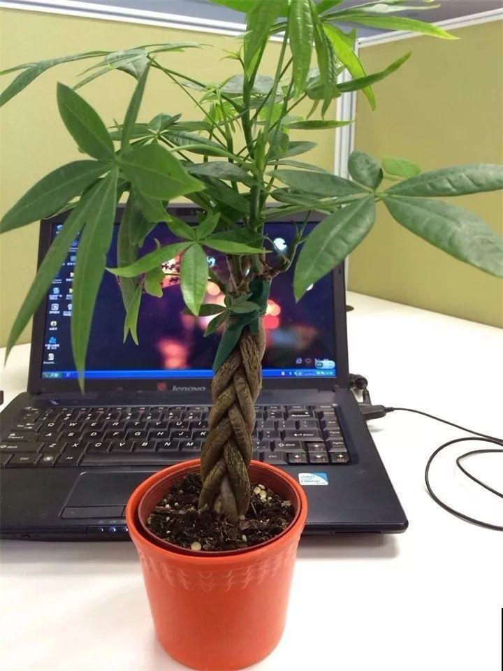 3种便宜花，被爷爷辫成辫子，颜值飙升秒变艺术品！