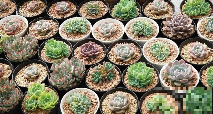 他用3年时间，养出满院子多肉，任谁看了都走不动路！