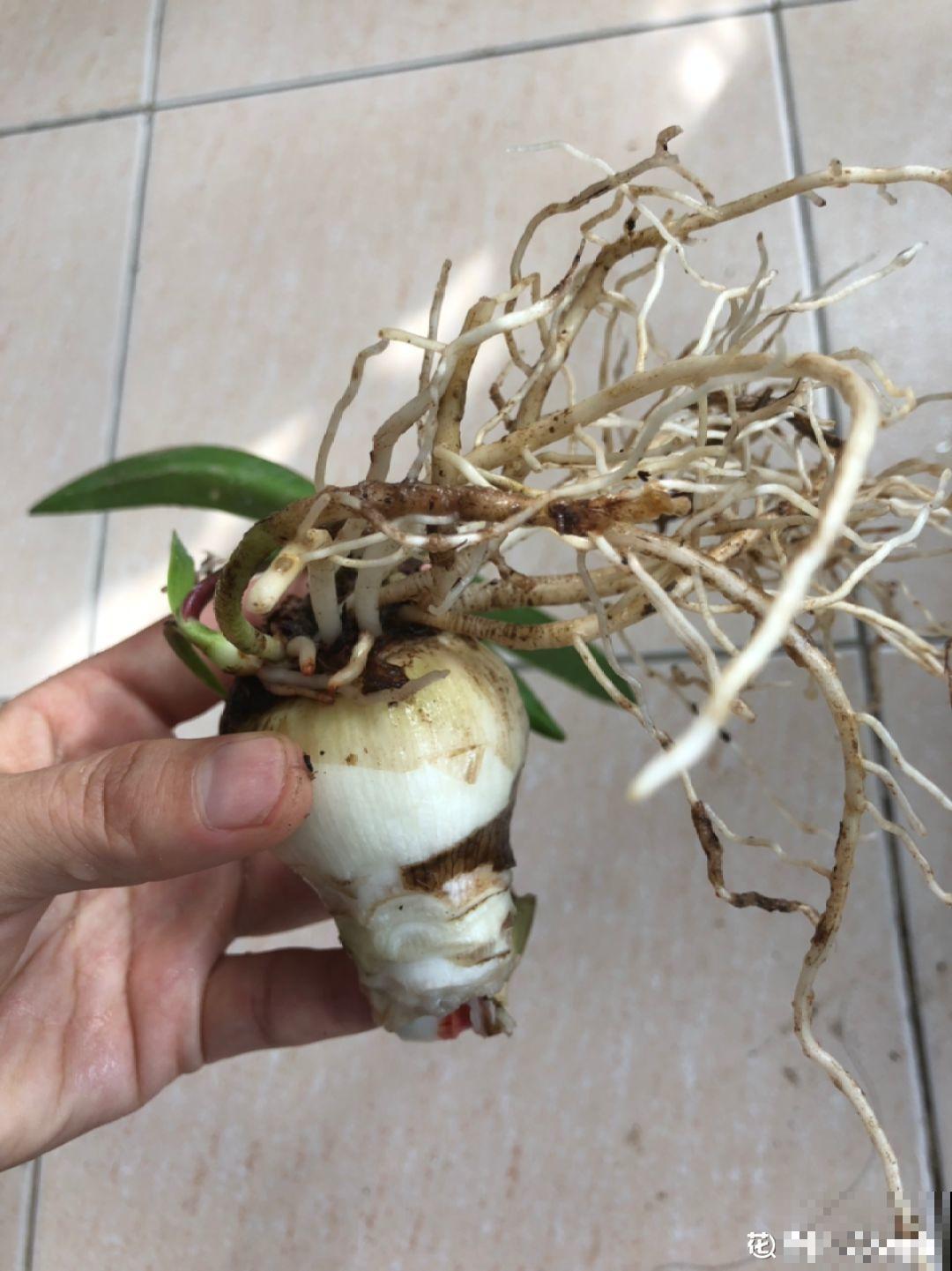 家里有这8种花，现在最容易死，别乱浇水！