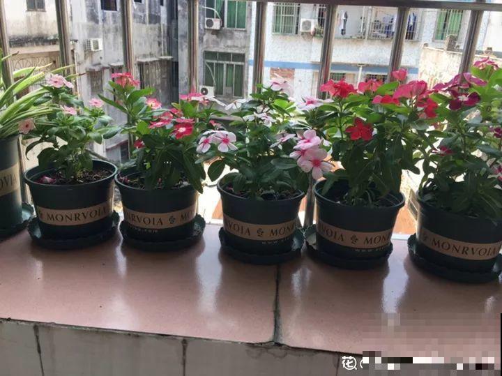 自从养了花，啥虫子没杀过，只要赶来总有几方法治！