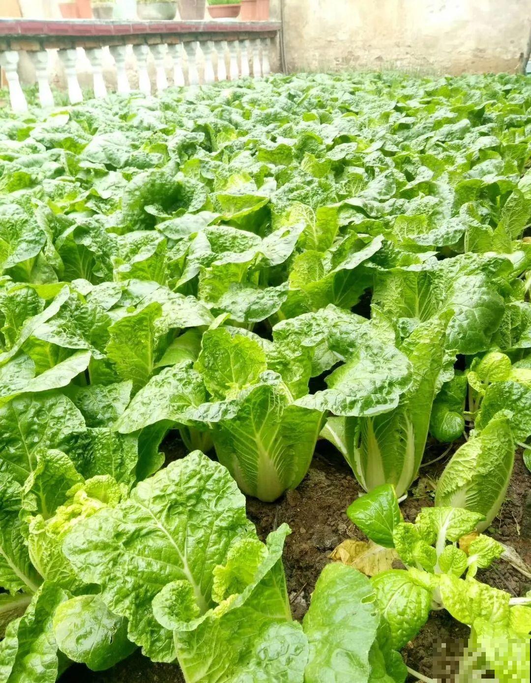 养花种菜，连墙缝都不放过，满墙多肉，羡煞旁人！